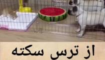 سگ هم سگ های قدیم