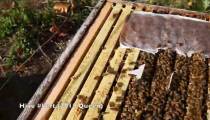 آموزش  کامل پرورش زنبور عسل از صفر تا صد