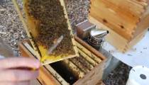 آموزش سیر تا پیاز پرورش زنبور عسل در 118 فایل