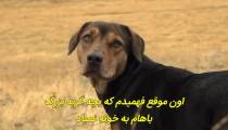فیلم مسیر بازگشت یک سگ به خانه - زیرنویس فارسی - A Dog's Way Home 2019