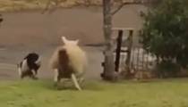 گوسفنده زنده شنگول و فارق از دنیا