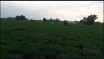 باغ چای در لاهیجان