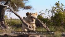 فیلم شیر شاه با زیرنویس فارسی چسبیده 2019 | 2019 The Lion King