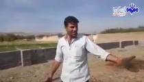 گوجه فرنگی هایی که خوراک دام شدند!