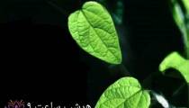 داستان واقعی 13