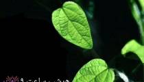 داستان واقعی 17