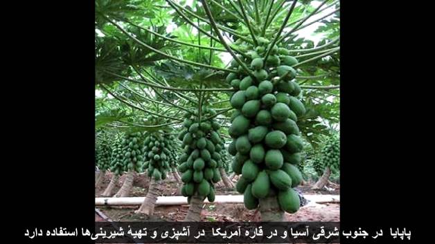 میلیاردر شدن با گلخانه پاپایا