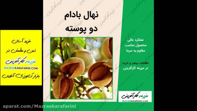 نهال زردالو-نهال گیلاس-نهال البالو 09915131382 و سایر نهال درختان میوه