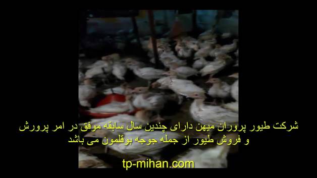 جوجه بوقلمون یک ماهه