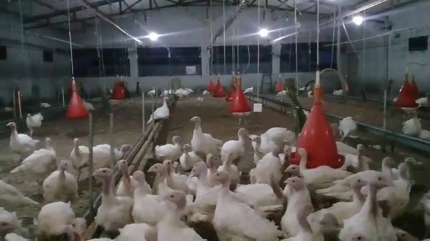 پرورش جوجه بوقلمون بیوتی نژاد ۶ گوشتی