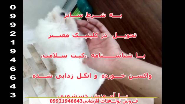 فروش توله های آپارتمانی
