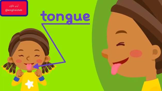 اعضای بدن به انگلیسی