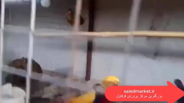 قرقاول بلژیکی