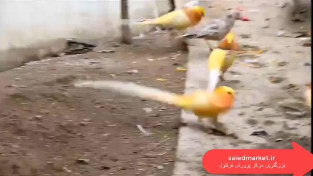 قرقاول لیمویی