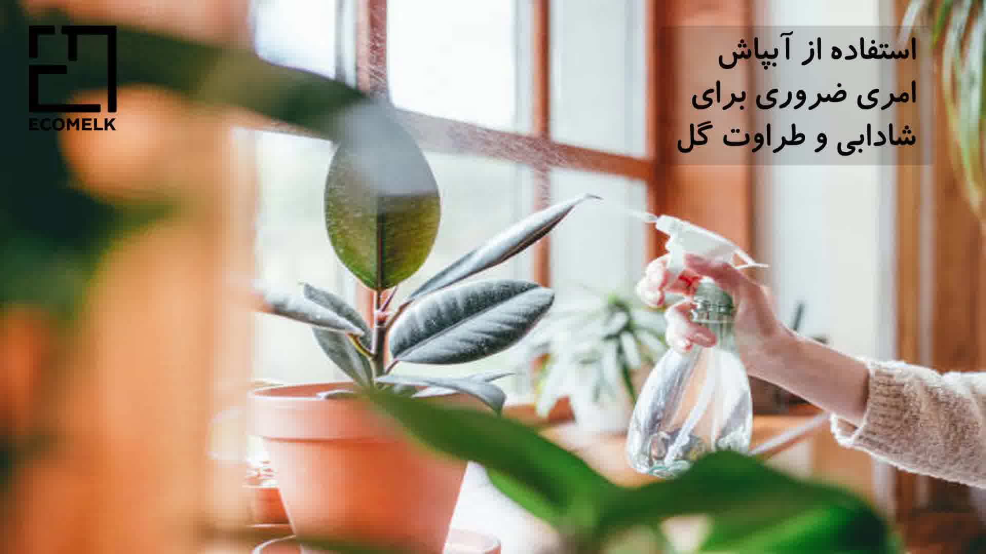 راز نگهداری گیاهان آپارتمانی