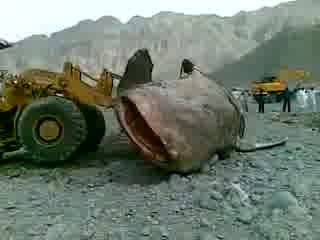 دفن کوسه نهنگی بزرگ 15 متری در ساحل هندوستان