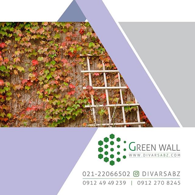 شرکت دیوار سبز مبتکر دیوار سبز و روف گاردن در ایران